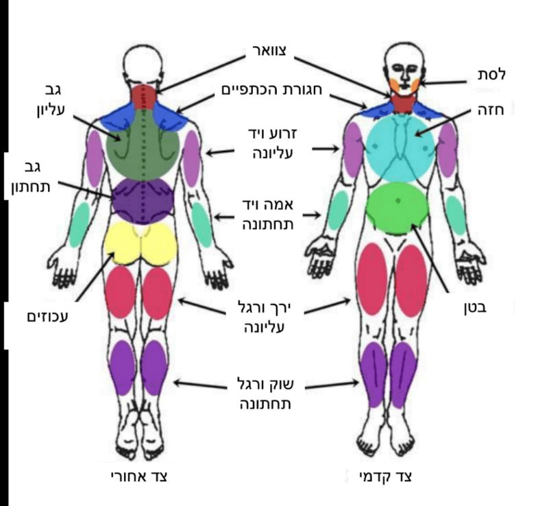 איור גוף האדם — אזורי הכאב המסומנים בצבעים